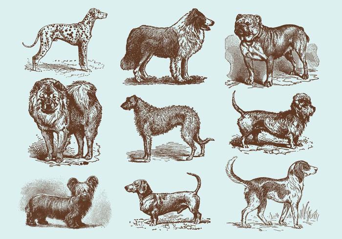 700x490 Old Style Drawing Dog Vectors - Old Dog Drawing