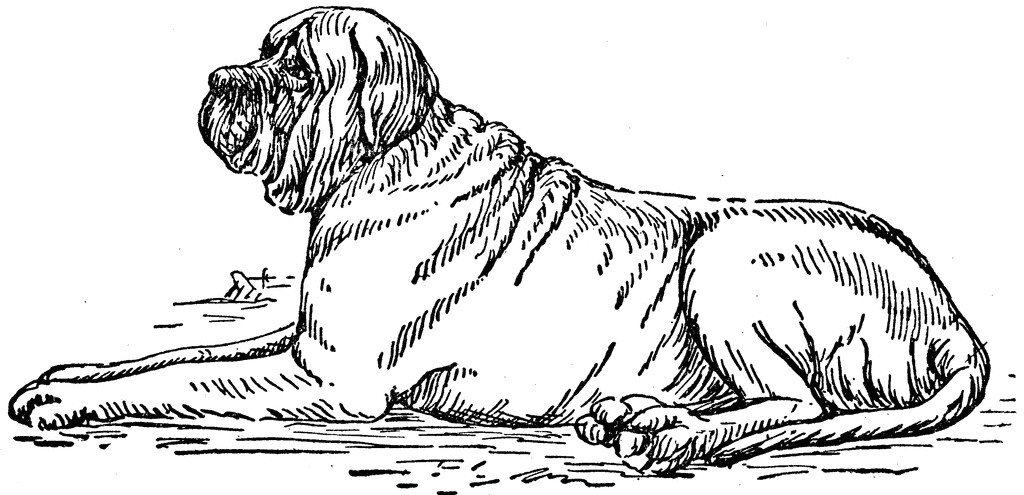 1024x495 The World's Best Photos Of Drawing And Pitbull - Old Dog Drawing