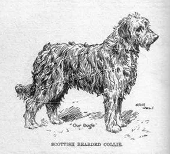 576x522 Beardie Owtchar Oes - Old Dog Drawing