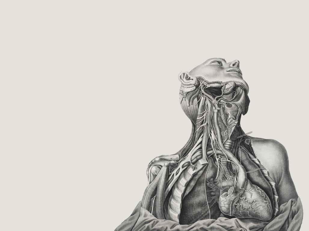 1028x771 These Old, Anatomical Drawings Are Worth Dissecting - Old Drawings