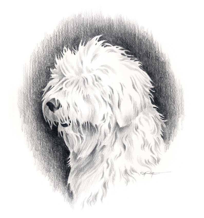 794x849 old english sheepdog dog pencil drawing art print - Old English Sheepdog Drawing