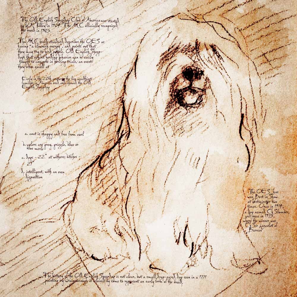 1000x1000 old english sheepdog detail of a da vinci style drawing - Old English Sheepdog Drawing