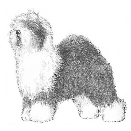 500x500 old english sheepdog dog breed information - Old English Sheepdog Drawing