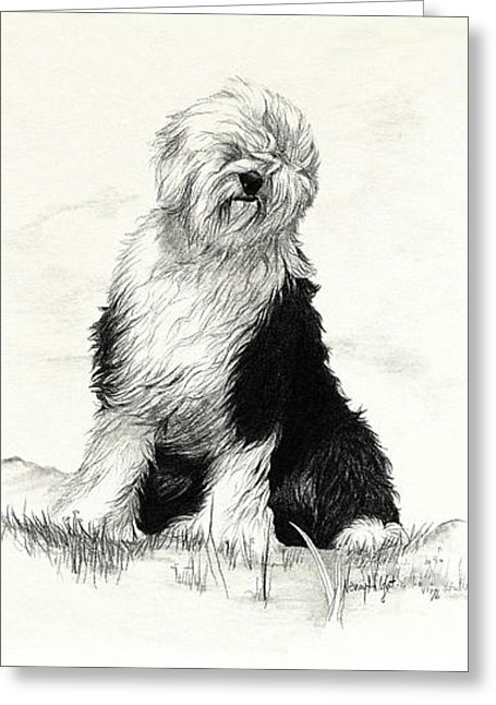455x646 old english sheepdog drawing - Old English Sheepdog Drawing