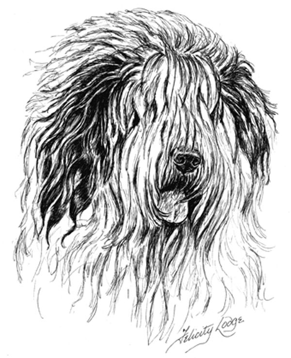 600x738 old english sheepdog personalised address labels - Old English Sheepdog Drawing