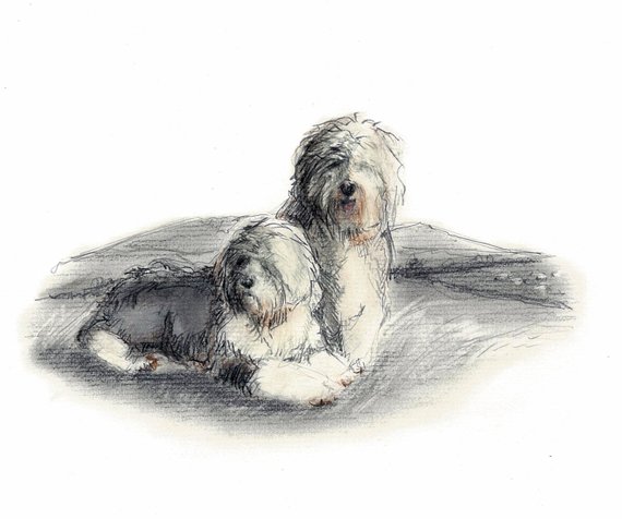 570x476 old english sheepdog vintage style print etsy - Old English Sheepdog Drawing