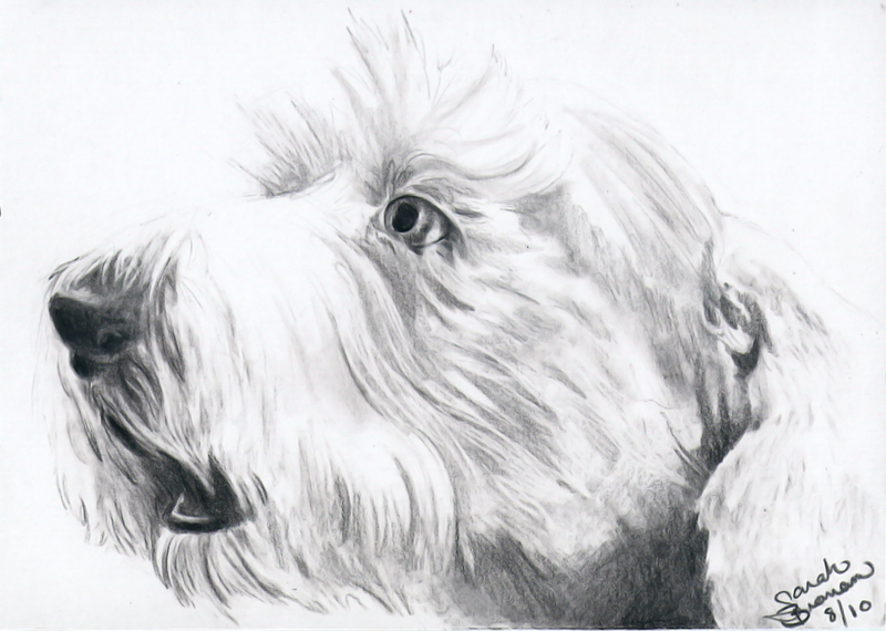 800x570 old english sheepdog drawing - Old English Sheepdog Drawing