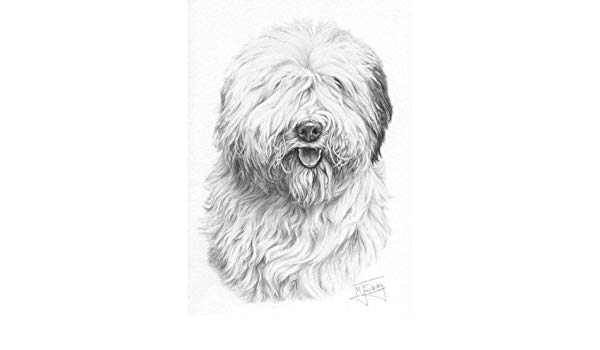 600x350 old english sheepdog dog - Old English Sheepdog Drawing