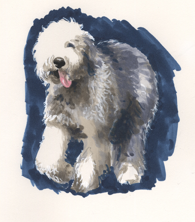 384x437 how to draw an old english sheepdog - Old English Sheepdog Drawing