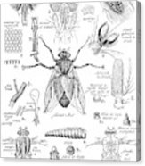 163x186 Old Fashion Drawing Of A Fly Anatomy Acrylic Print - Old Fashion Drawing