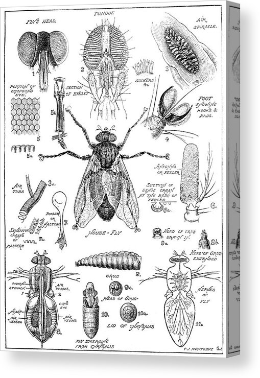 509x740 old fashion drawing of a fly anatomy canvas print canvas art - Old Fashion Drawing
