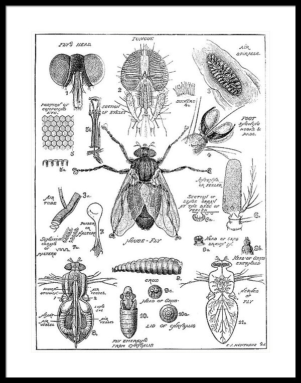 600x764 old fashion drawing of a fly anatomy framed print - Old Fashion Drawing