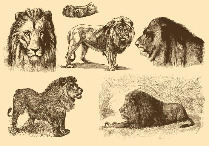 700x490 lions old style drawings - Old Fashioned Drawings
