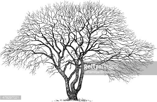 514x334 image result for old oak tree drawing family tree templates - Old Oak Tree Drawing