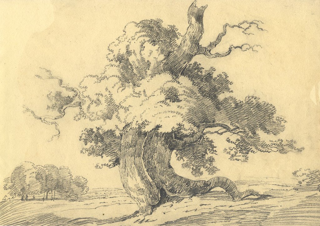 1024x726 Old Oak Tree Study - Old Oak Tree Drawing