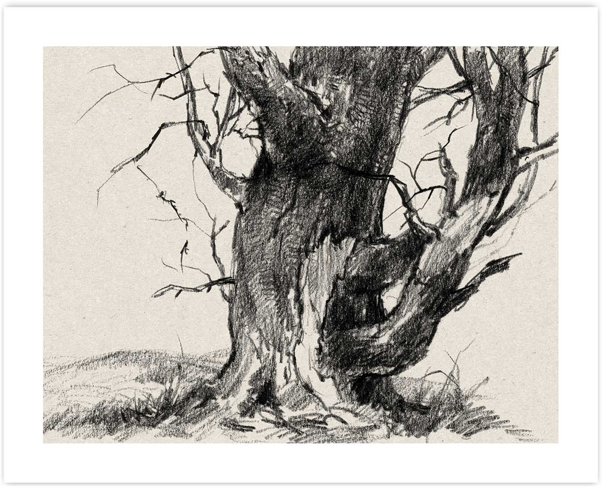 1200x977 old oak fine art print pencil drawing of an old tree medium - Old Oak Tree Drawing