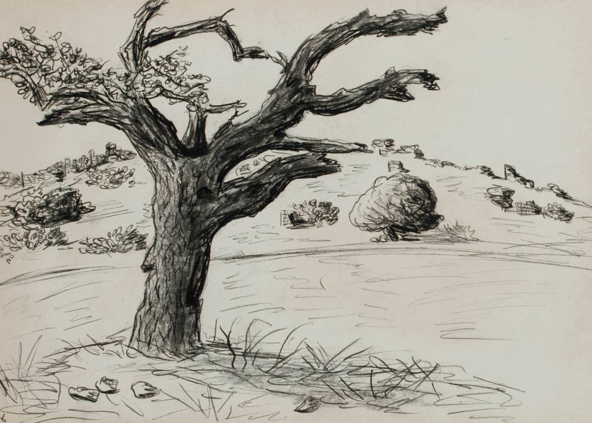 Old Oak Tree Drawing at PaintingValley.com | Explore collection of Old