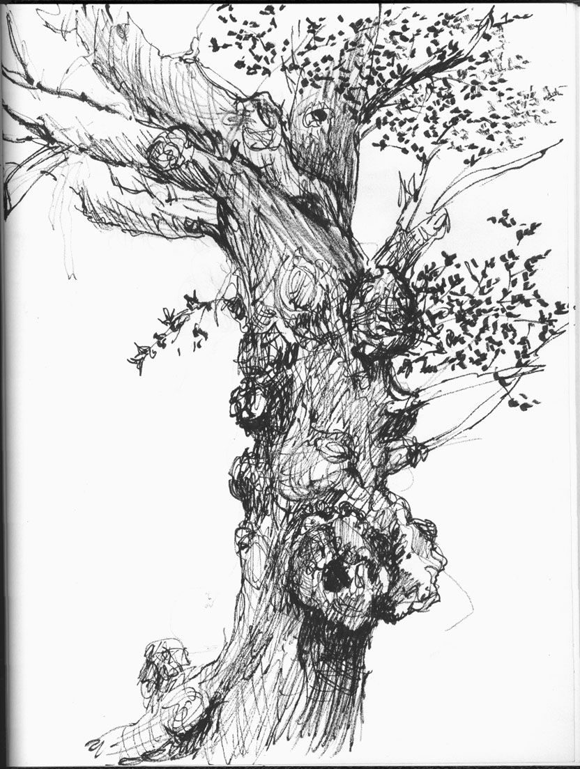832x1104 sally sanders calligraphy design oak trees tree sketches - Old Oak Tree Drawing