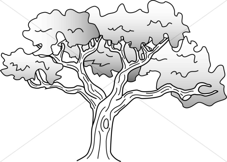 776x556 Simple Oak Tree Drawing Nature Clipart - Old Oak Tree Drawing