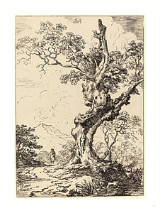 226x300 study of an old oak tree, water on right drawing - Old Oak Tree Drawing