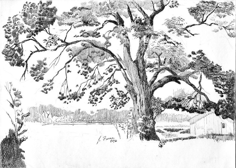 794x567 the old oak pen ink print country farm landscape drawing etsy - Old Oak Tree Drawing