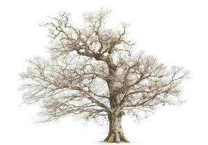 300x210 dead bark pencil and in rhdrawingartpickscom old oak tree drawing - Old Oak Tree Drawing