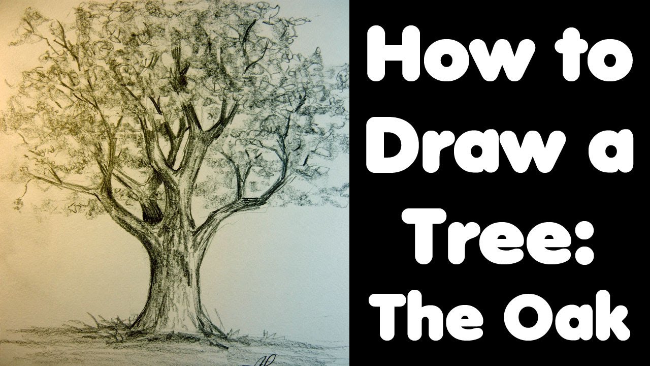 1280x720 How To Draw A Tree The Oak - Old Oak Tree Drawing