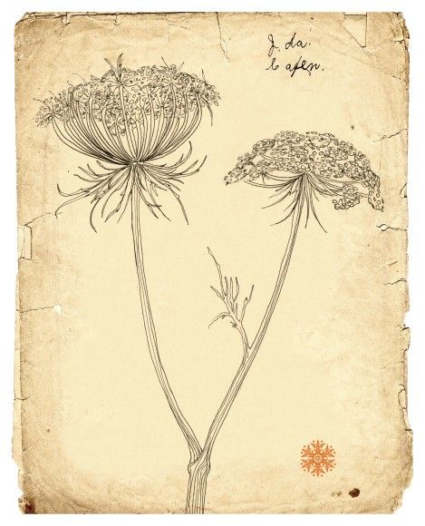 469x580 Queen Anne's Lace - Old Paper Drawing