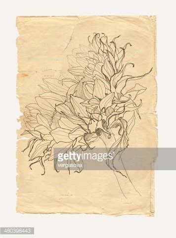 356x481 sunflower drawing on old paper premium clipart - Old Paper Drawing
