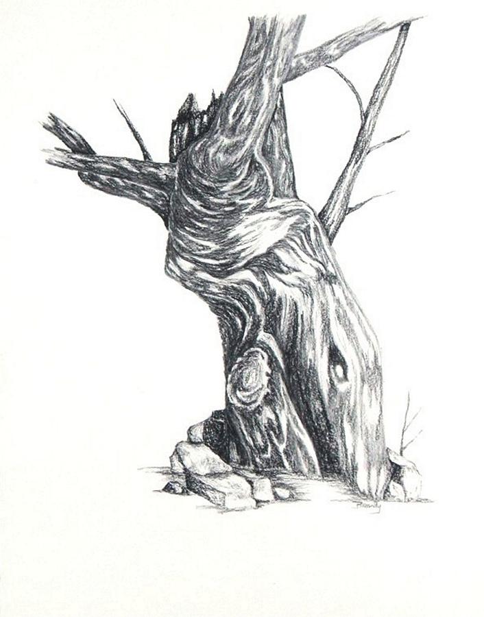 706x900 Old Tree Drawing - Old Tree Drawing