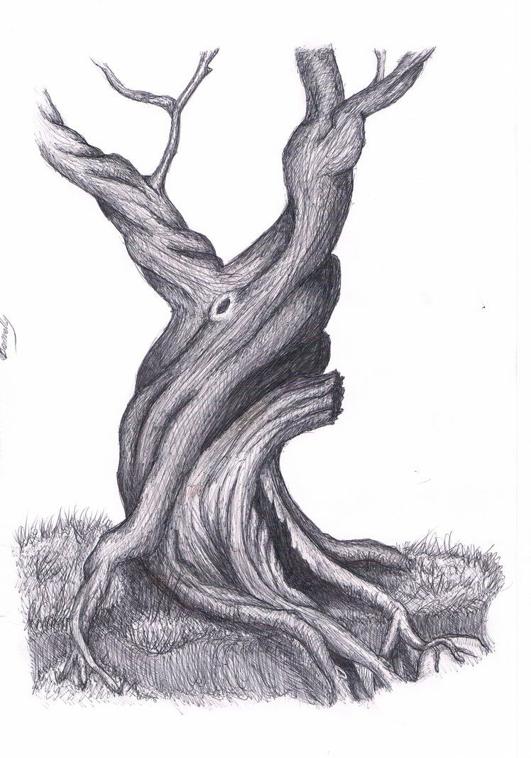 748x1067 Old Tree Drawing - Old Tree Drawing