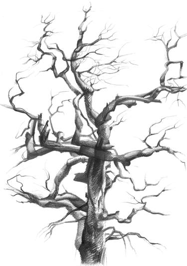 375x534 Old Tree, Sketch Drawing - Old Tree Drawing
