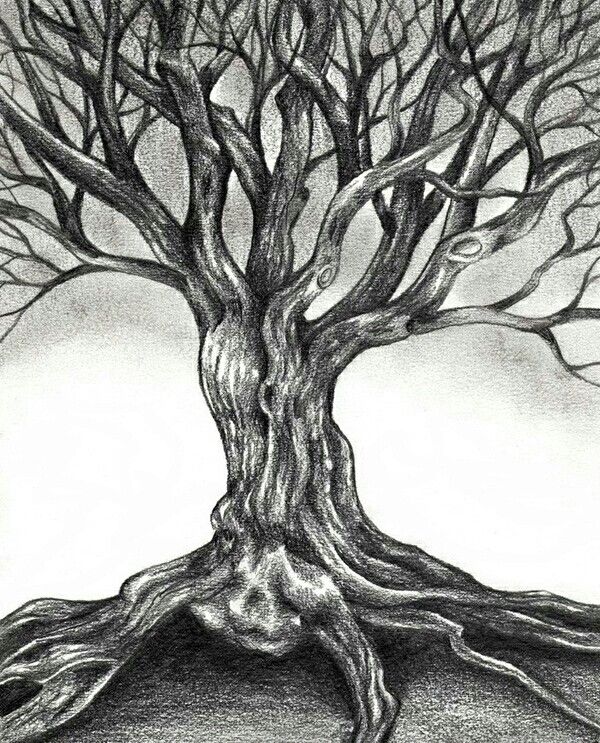 600x743 Old Tree Draw Tree Drawings Pencil, Drawings, Pencil Drawings - Old Tree Drawing