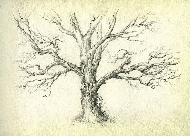 Old Tree Drawing at PaintingValley.com | Explore collection of Old Tree ...