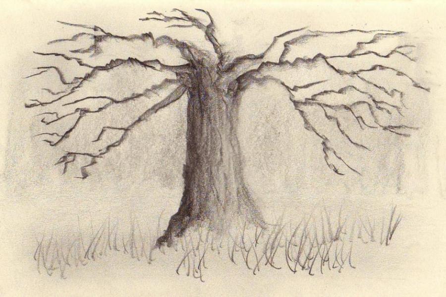 900x600 Old Tree Nature Drawings Pictures Drawings Ideas For Kids - Old Tree Drawing
