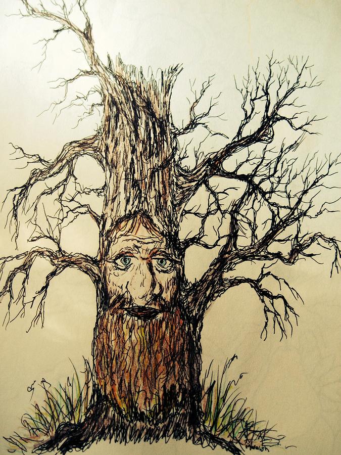 675x900 The Old Man In The Tree Drawing - Old Tree Drawing