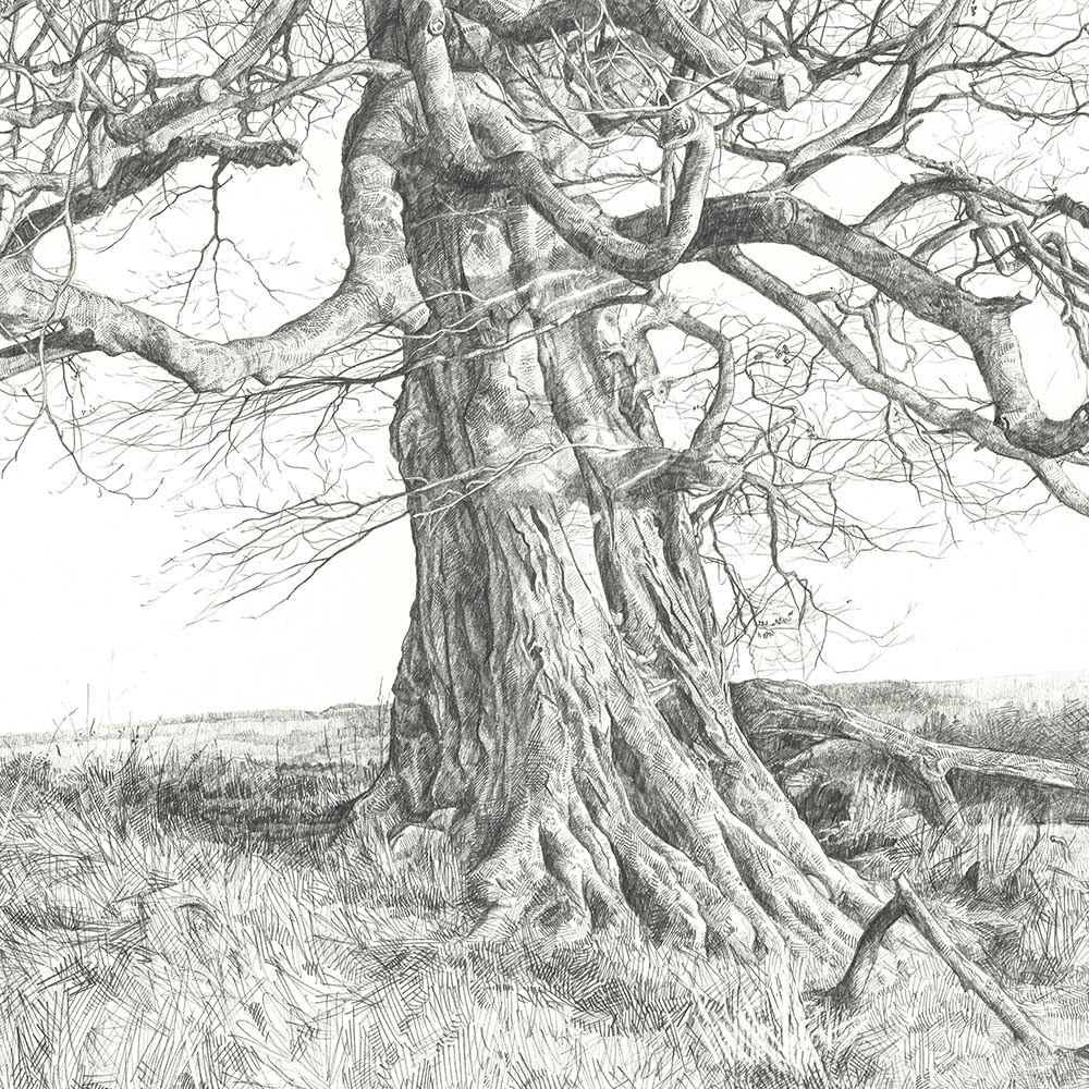Old Tree Drawing at Explore collection of Old Tree