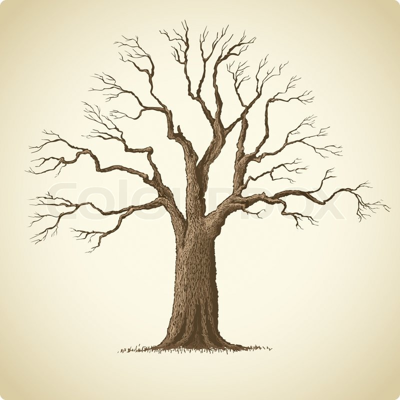 800x800 Vector Illustration Of Big Old Tree Stock Vector Colourbox - Old Tree Drawing