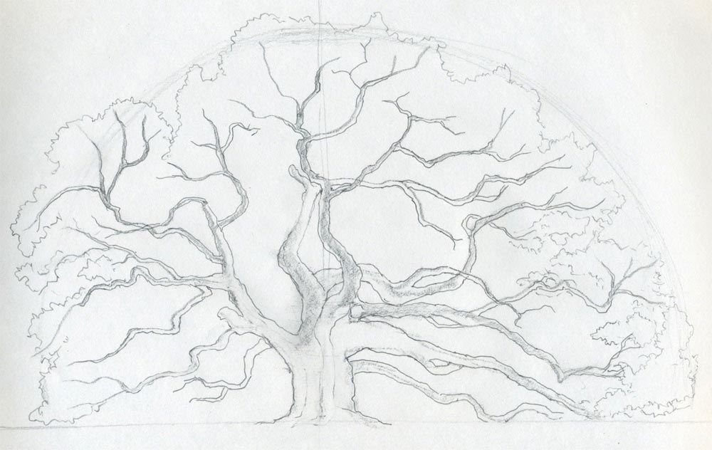 1000x632 draw an oak tree angel oak tree - Old Tree Drawing