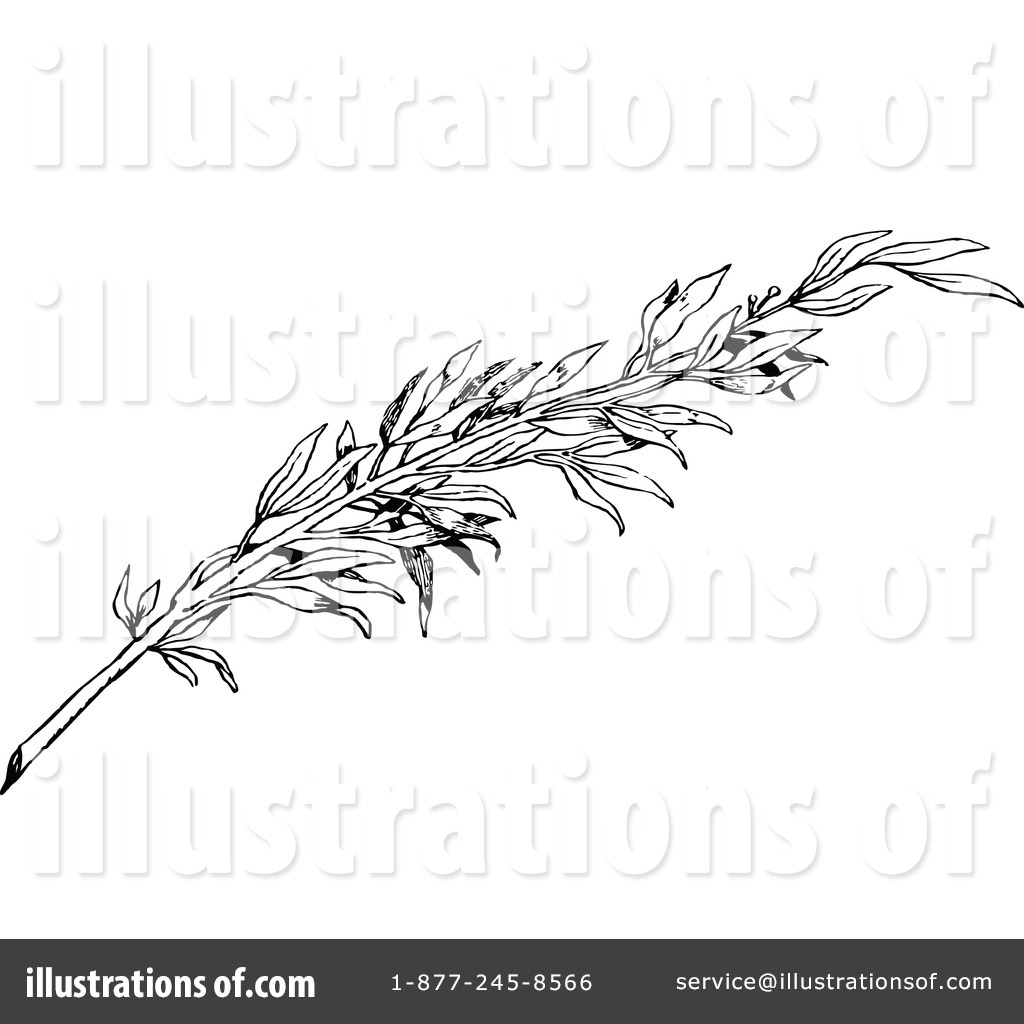 1024x1024 olive branch clipart - Olive Branch Drawing