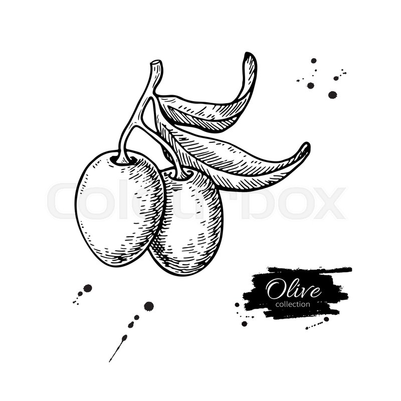 800x800 olive branch hand drawn vector stock vector colourbox - Olive Branch Drawing