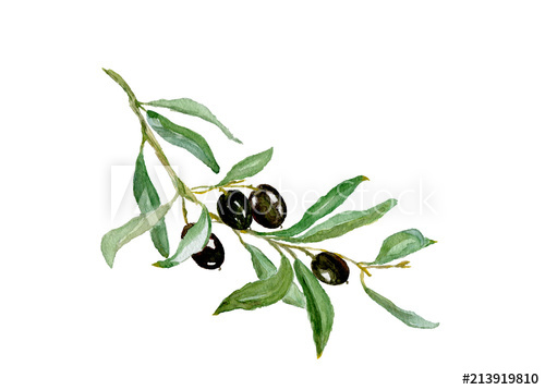 500x358 watercolor drawing of olive branch with leaves isolated on white - Olive Branch Drawing