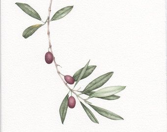 340x270 olive branch botanical drawing - Olive Branch Drawing