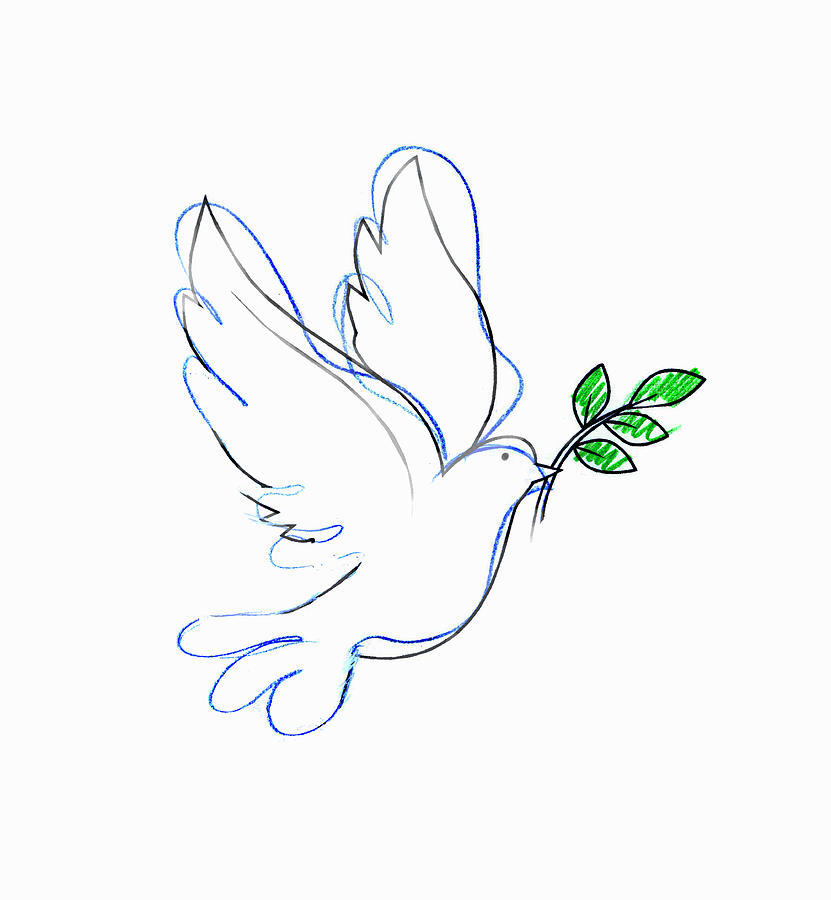 831x900 drawing of dove carrying olive branch - Olive Branch Drawing