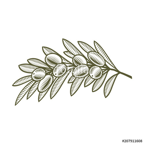 500x500 olive branch hand draw sketch retro isolated vector stock image - Olive Drawing
