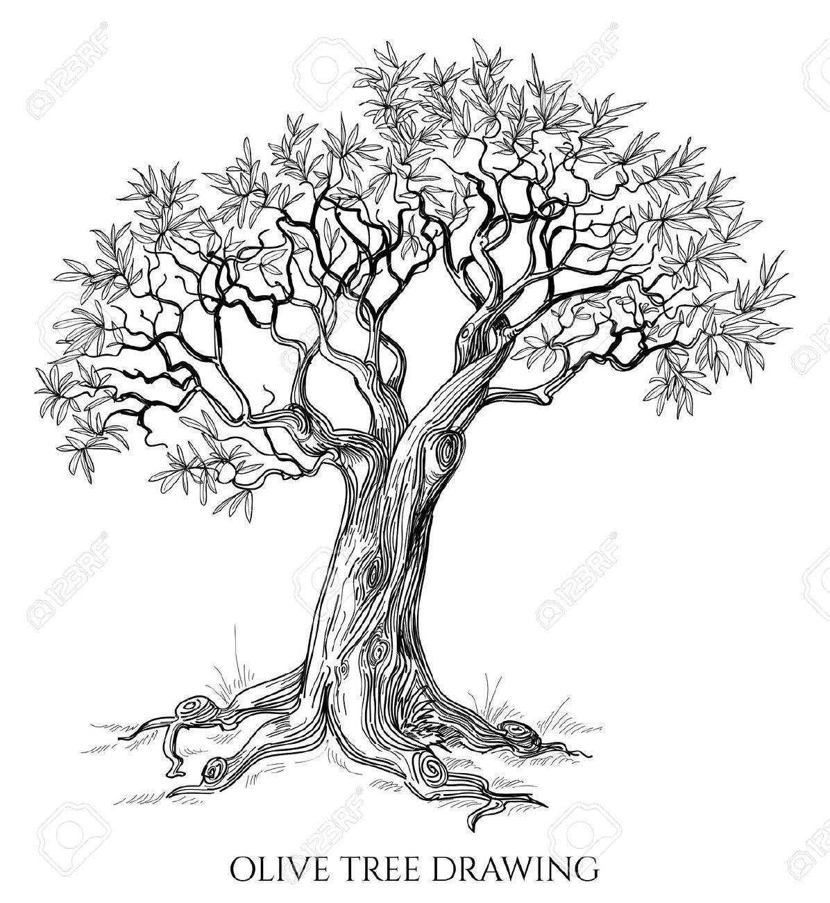 1196x1300 green drawing olive tree for free download - Olive Drawing