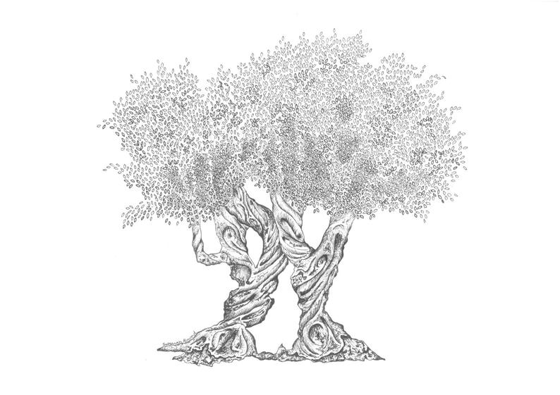 794x561 olive tree print of original pen ink drawing etsy - Olive Drawing