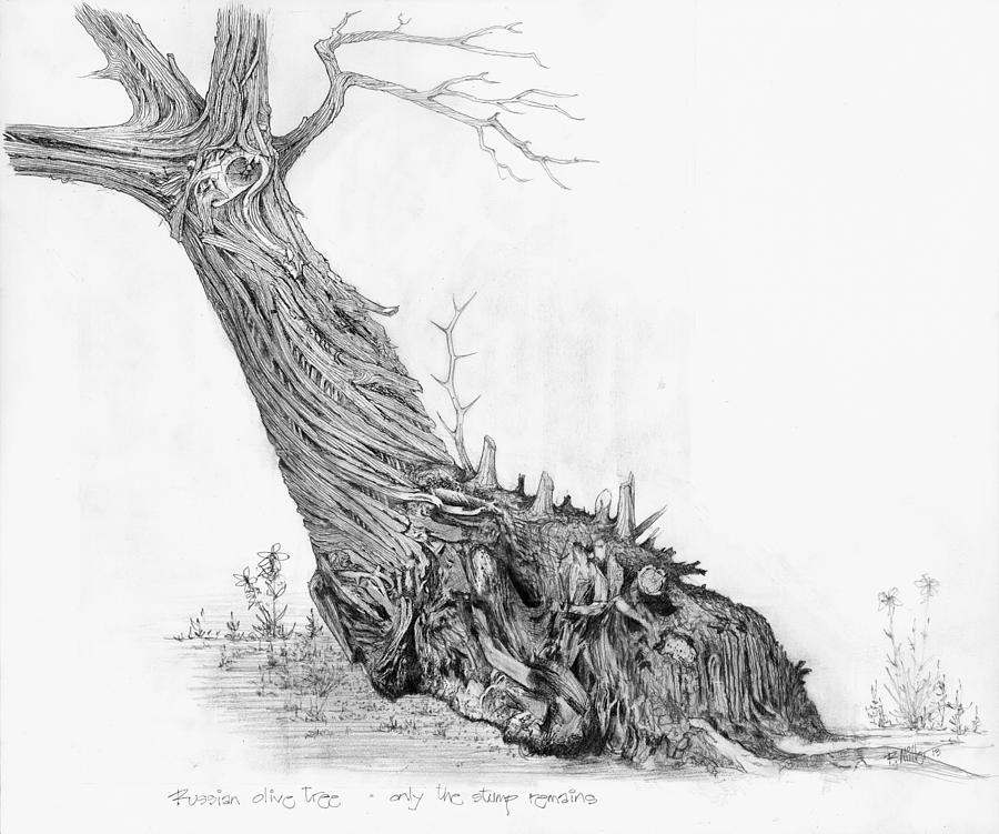 900x751 olive tree drawing - Olive Drawing