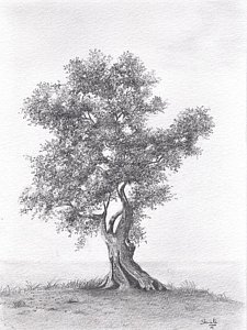 225x300 olive tree drawing - Olive Drawing
