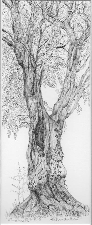 375x914 olive tree drawing - Olive Drawing